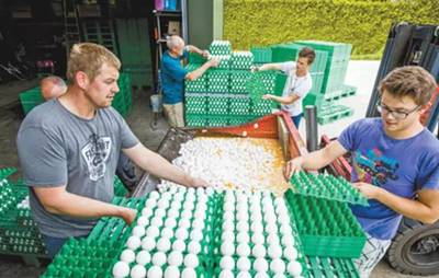 &ldquo;毒雞蛋&rdquo;大鬧歐洲?!別擔心,中國尚未從歐盟進口禽蛋產(chǎn)品!