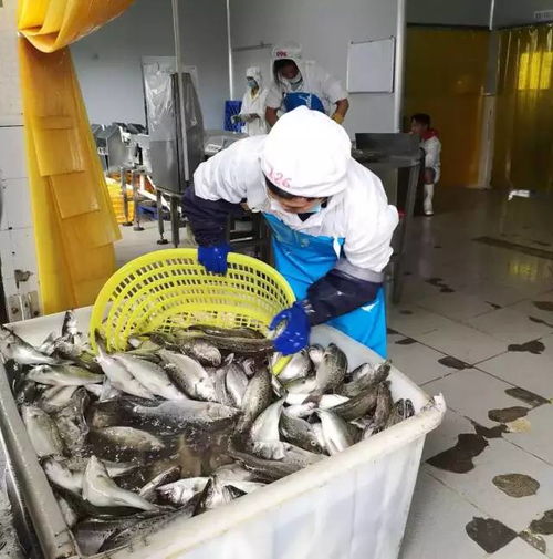 給力 臺風(fēng)過后,斗門區(qū)水產(chǎn)養(yǎng)殖加工企業(yè)基本全面復(fù)工